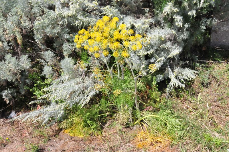 Thapsia garganica / Firrastrina comune